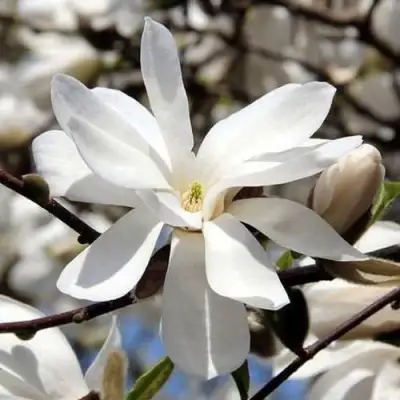 Магнолия ЛЕБНЕРА МЕРРИЛЛ в Борисове