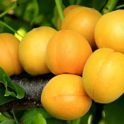 Абрикос ЦАРСКИЙ в Борисове