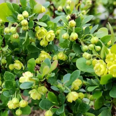 Барбарис КОБОЛЬД тунберга в Борисове