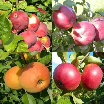 Комплект ЯБЛОНЕВЫЙ КВАРТЕТ в Борисове