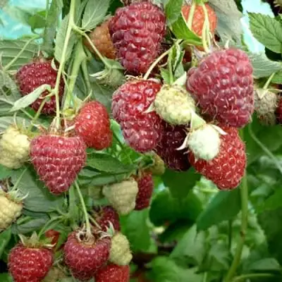 Малина ЖАР-ПТИЦА в Борисове