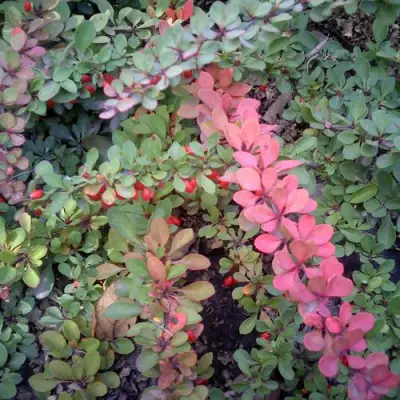 Барбарис ГРИН КАРПЕТ тунберга в Борисове