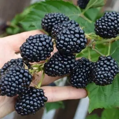 Ежевика ДЖАМБО бесшипная  в Борисове