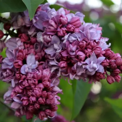 Сирень П.П.КОНЧАЛОВСКИЙ в Борисове