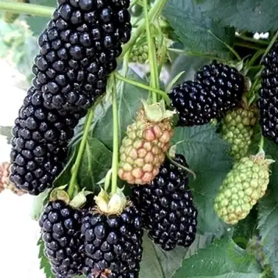 Ежевика ПРАЙМ АРК 45 ремонтантная   в Борисове