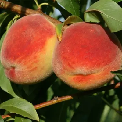 Персик МАРИЯ в Борисове