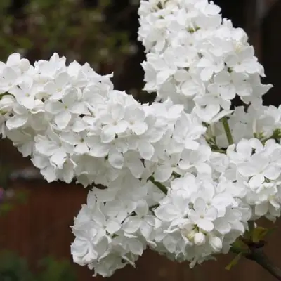 Сирень ФЛОРА в Борисове