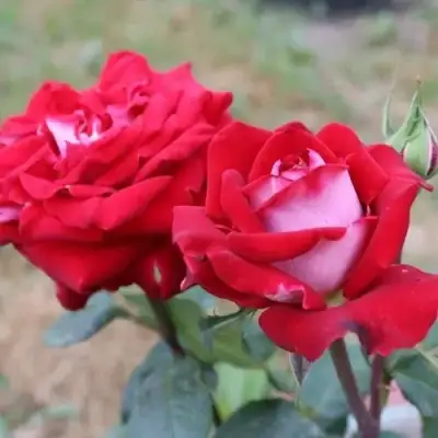 Роза АЛЬЯНС чайно-гибридная в Борисове