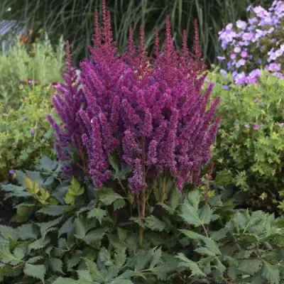 Астильба ВИЖНС китайская в Борисове