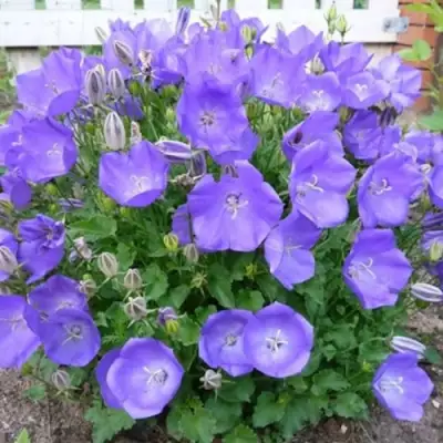 Колокольчик САНТА карпатский в Борисове