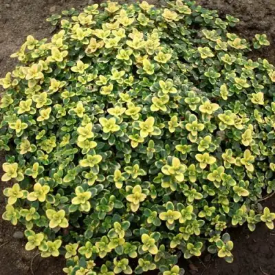 Тимьян ДОННА ВАЛЕЙ лимоннопахнущий в Борисове