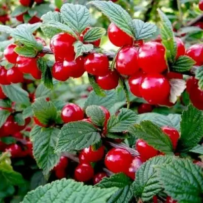 Вишня ВОСТОРГ войлочная в Борисове