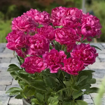 Пион ЛОНДОН травянистый в Борисове