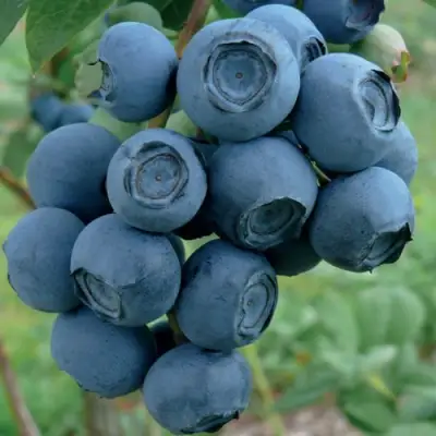 Голубика РУБЕЛ в Борисове