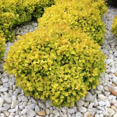 Барбарис БОНАНЗА ГОЛД тунберга в Борисове