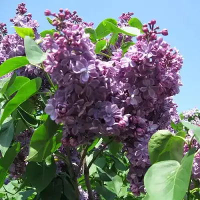 Сирень ВИОЛЕТТА в Борисове