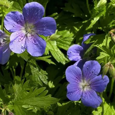 Герань БРУКСАЙД гибридная в Борисове