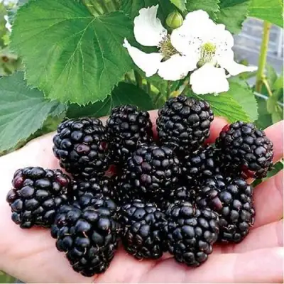 Ежевика РУБЕН ремонтантная  в Борисове