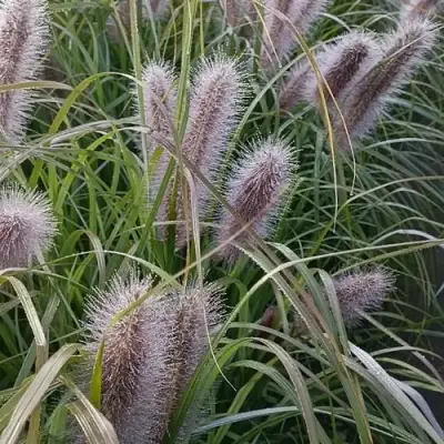 Пеннисетум БЛЭК БЬЮТИ в Борисове