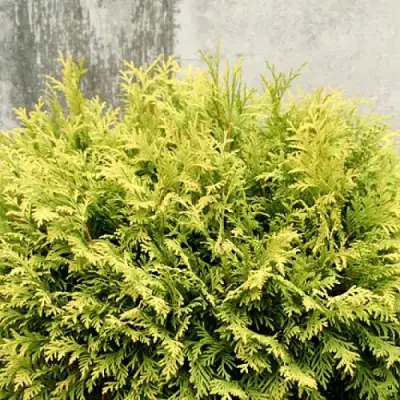 Туя ГОЛДЕН ГЛОБ западная в Борисове