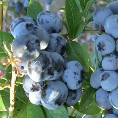 Голубика НОРТЛАНД в Борисове