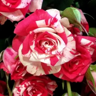 Роза ФАЙЕР ВОРКС миниатюрная в Борисове