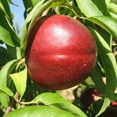 Нектарин ФАНТАЗИЯ в Борисове