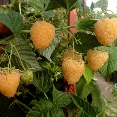 Малина ЗЮГАНА ЗОЛОТАЯ в Борисове