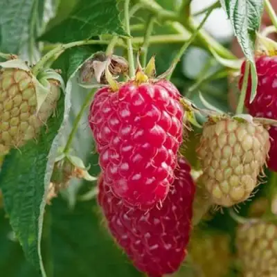 Малина МАРАСТАР в Борисове