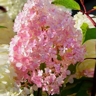 Гортензия ДИАМАНТИНО метельчатая в Борисове