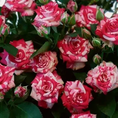 Роза ФАЙЕР ВОРКС миниатюрная в Борисове