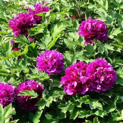 Пион ОРНАМЕНТ древовидный в Борисове