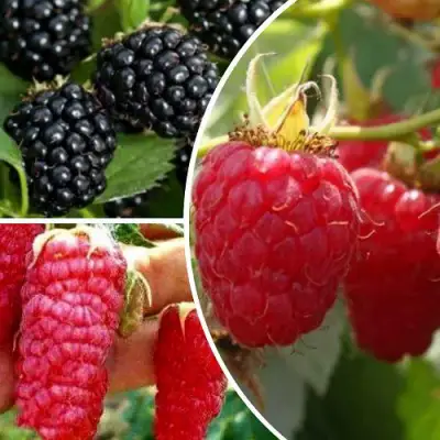 Комплект ЯГОДНЫЙ МИКС в Борисове