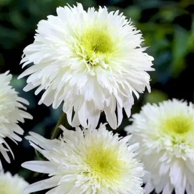 Нивяник ФИОНА ГОГХИЛЛ великолепный в Борисове