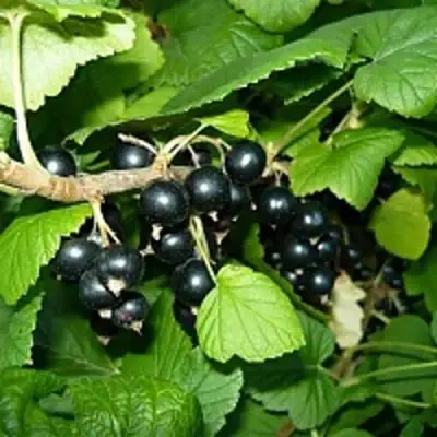 Смородина чёрная ВЕЛОЙ (ЛЕНИНГРАДСКАЯ СЛАДКАЯ) в Борисове