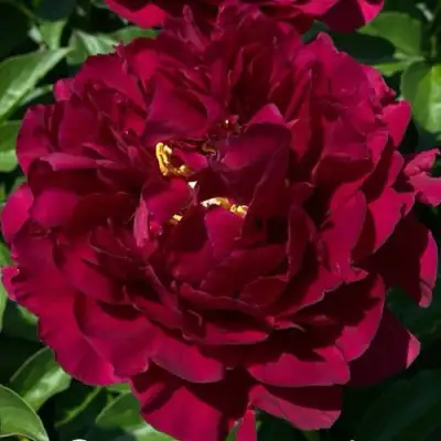 Пион ОЛД ФЕЙТФУЛ травянистый в Борисове