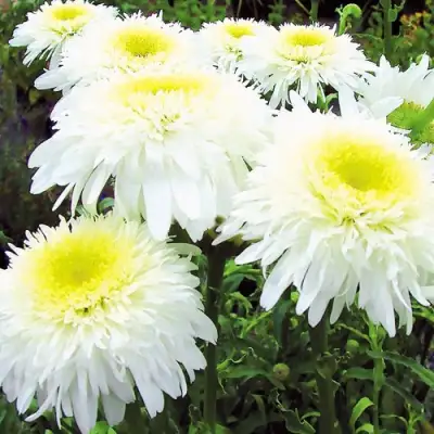 Нивяник ФИОНА ГОГХИЛЛ великолепный в Борисове