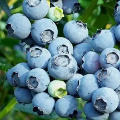 Голубика ПУРУ в Борисове