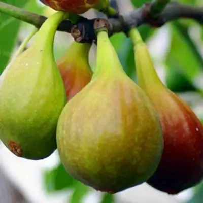 Инжир ДАЛМАТСКИЙ в Борисове