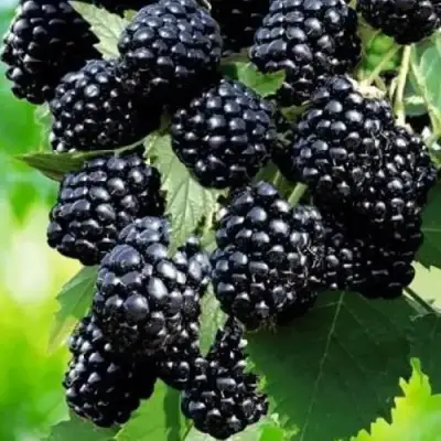 Ежевика АПАЧИ бесшипная  в Борисове