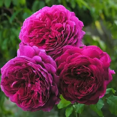 Роза КЕЙТ английская в Борисове