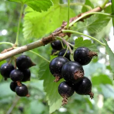 Смородина чёрная ШАРОВИДНАЯ в Борисове