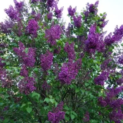 Сирень СУМЕРКИ в Борисове