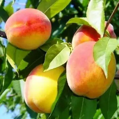 Персик ПАМЯТЬ ЛОЙКО в Борисове