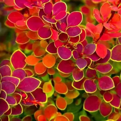 Барбарис ОРАНЖ САНРАЙЗ тунберга в Борисове