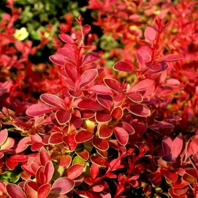 Барбарис КОРАЛ тунберга в Борисове