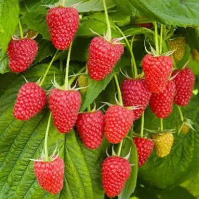 Малина БРУСВЯНА в Борисове