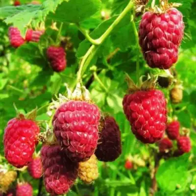 Малина ДЖОАН ДЖИ (ДЖОАН ДЖЕЙ) в Борисове