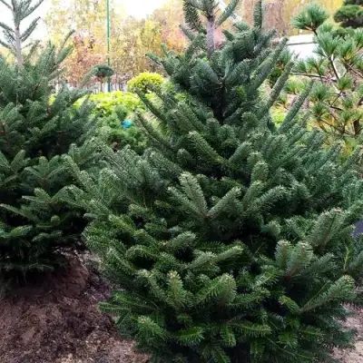 Пихта ФРАЗЕРА в Борисове
