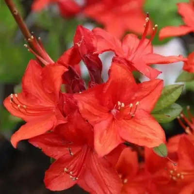 Азалия ПАРКФАЕР листопадная в Борисове